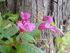 Impatiens glandulifera