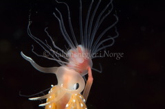 Facelina bostoniensis