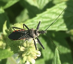 Rhynocoris tristis