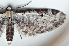 Eupithecia ravocostaliata