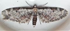 Eupithecia ravocostaliata
