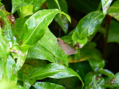 Cymaenes tripunctus theogenis