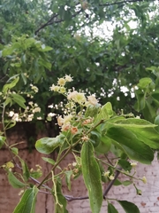 Sarcomphalus amole