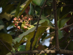 Ixora brachiata