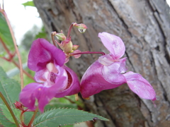 Impatiens glandulifera