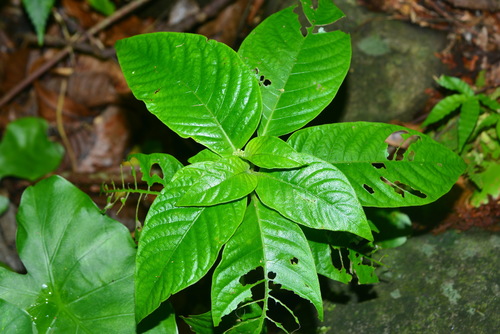 Ophiorrhiza kuroiwae iNat (2)