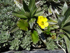 Ranunculus insignis