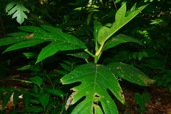 Artocarpus treculianus