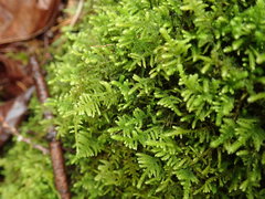 Claopodium bolanderi