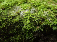 Claopodium bolanderi