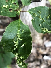 Eriophyes emarginatae