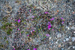 Rhododendron lapponicum