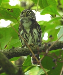 Glaucidium peruanum