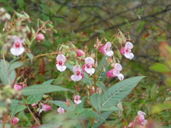 Impatiens glandulifera
