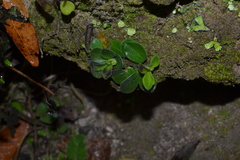 Peperomia liebmannii