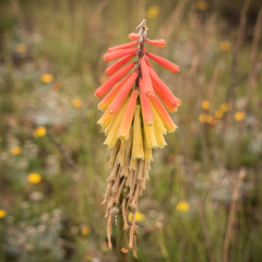 Kniphofia hirsuta