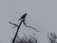Falconiformes