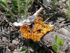 Xanthoria parietina