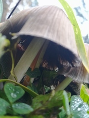 Coprinellus saccharinus