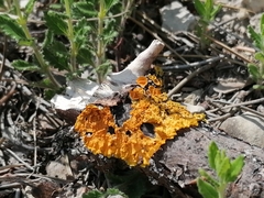 Xanthoria parietina