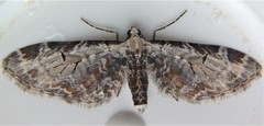 Eupithecia ravocostaliata