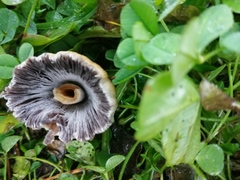 Coprinellus saccharinus