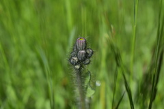 Pilosella aurantiaca