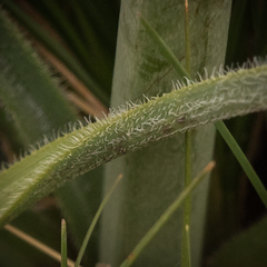 Kniphofia hirsuta