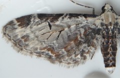 Eupithecia ravocostaliata