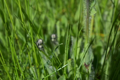 Pilosella aurantiaca