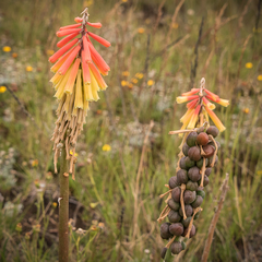 Kniphofia hirsuta
