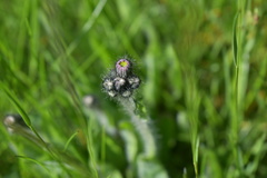 Pilosella aurantiaca