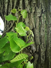 Tilia platyphyllos