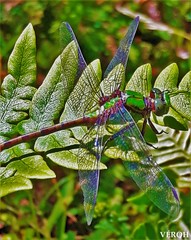 Ophiogomphus rupinsulensis