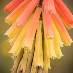 Kniphofia hirsuta