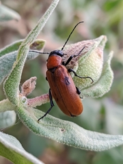 Zonitis immaculata