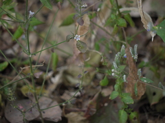 Haplanthodes tentaculatus