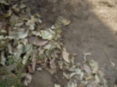 Haplanthodes tentaculatus