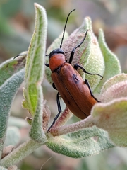 Zonitis immaculata