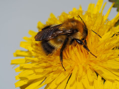 Bombus modestus