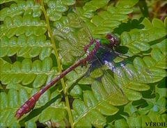 Ophiogomphus rupinsulensis