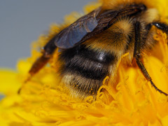 Bombus modestus