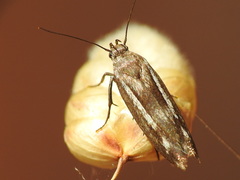Scythris knochella