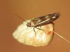 Scythris knochella