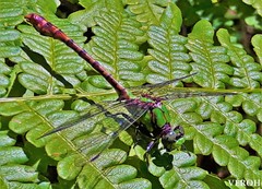Ophiogomphus rupinsulensis