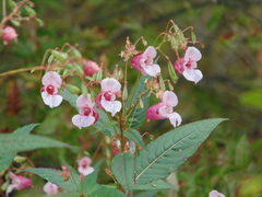 Impatiens glandulifera