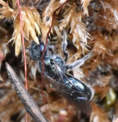 Lasioglossum coeruleum