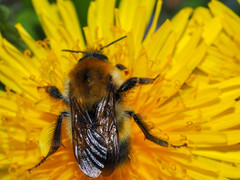 Bombus modestus