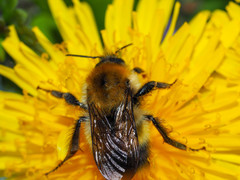 Bombus modestus