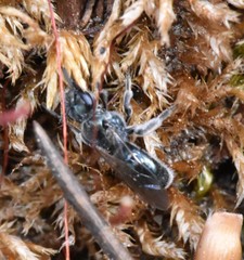 Lasioglossum coeruleum